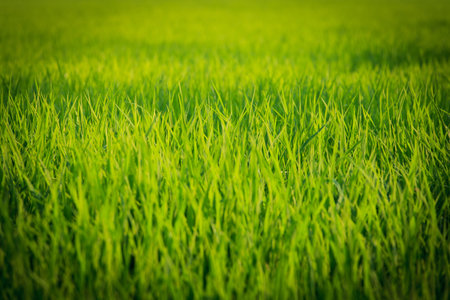 Paddy Rice field green grass in Thailand