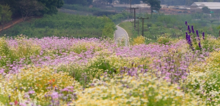 Road behide the chamomile field, Chiangmai, Thailandの写真素材