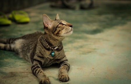 Thai cat on the groung is watching somethingの写真素材