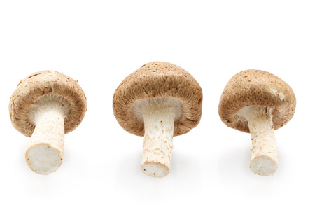 Whole raw Shitake Mushrooms isolated on white の写真素材