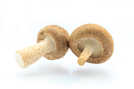 Fresh Shiitake Mushroomの写真素材