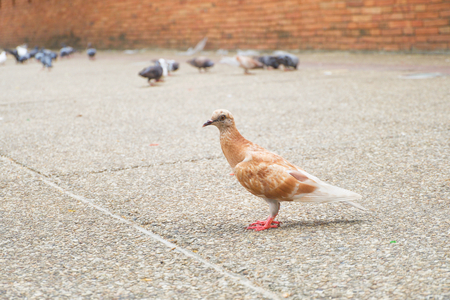 Brown and white dove or pigeon (Columba livia) is standing on sidewalk in the city, Bird background.の写真素材