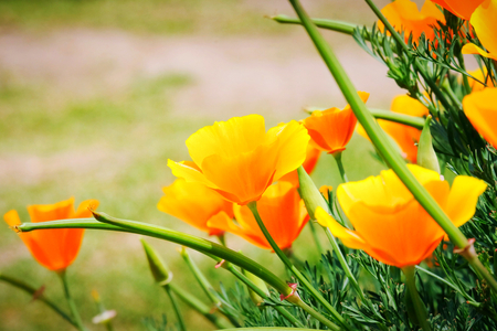 Field of california poppy (Eschscholzia californica) is blooming, Beautiful orange flowers.の写真素材