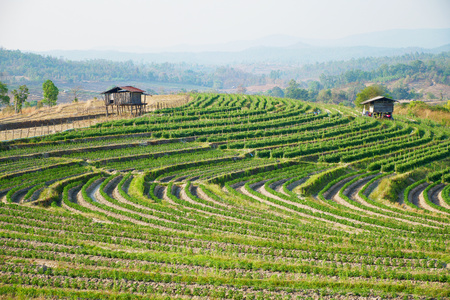 Vegetable garden terraces with cottage on mountain at Omkoi, Chiang Mai, Thailand.の写真素材