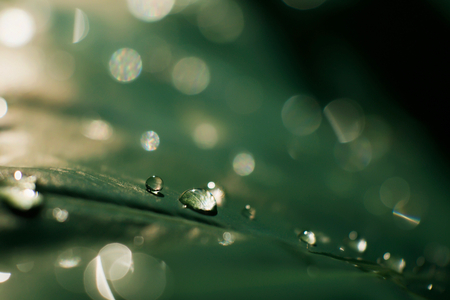 Macro transparent dew drop on green leaves in sunlight, Close-up of rain water with sparkling bokeh, Nature Background.の写真素材