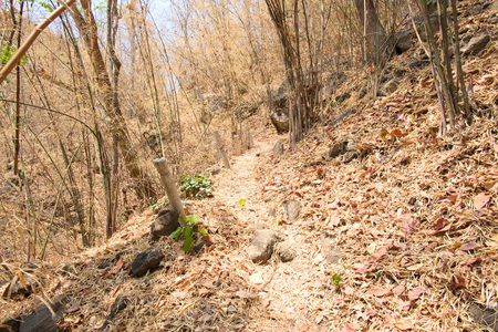 Walkway in the forest at Op Luang National Park, Hot, Chiang Mai, Thailand. Hot weather and arid.の写真素材