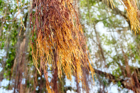 Aerial roots of Banyan tree or Ficus Tree (Ficus annulata). Photosynthesis occurs at the root.