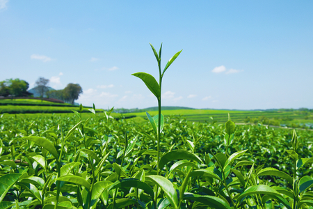 Close-up of fresh Green tea leaves at tea plantation with blue sky and cloud.の写真素材