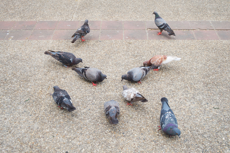 Gray, white, Brown and black dove or pigeon (Columba livia) is standing and eat on floor in the city, Bird background.の写真素材