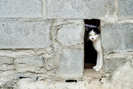 Black and white cat is hide in the Concrete block wall and look ahead, Animal background.の写真素材