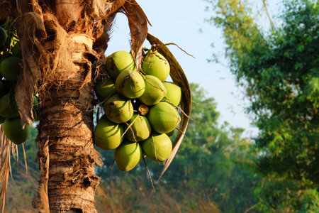 coconut tree, nature background