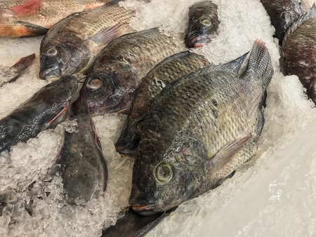 Frozen tilapia fish in marketの写真素材