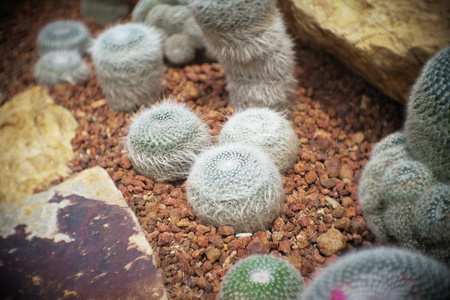 Mammillaria hahniana clump, Cactus in garden has a brown stone around, Cacti, Cactaceae, Succulent, Tree, Drought tolerant plant.の写真素材