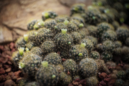 Mammillaria prolifera with White flower, Cactus in garden has a brown stone around, Cacti, Cactaceae, Succulent, Mammillaria prolifera with white flower, Cactus in garden has a brown stone around, Cacti, Cactaceae, Succulent, Tree, Drought tolerant plant.の写真素材
