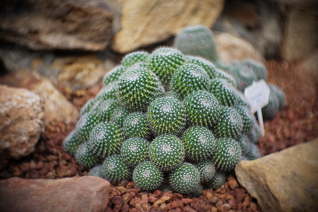 Mammillaria sp. clump, Cactus in garden has a brown stone around, Cacti, Cactaceae, Succulent, Tree, Drought tolerant plant.の写真素材
