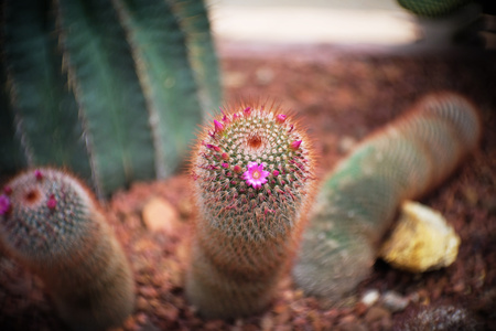 Mammillaria sp. with pink flower, Cactus in garden has a brown stone around, Cacti, Cactaceae, Succulent, Tree, Drought tolerant plant.の写真素材