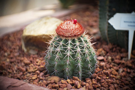 Melocactus with cephalium, cactus in garden has a brown stone around, Cacti, Cactaceae, Succulent, Tree, Drought tolerant plant.の写真素材
