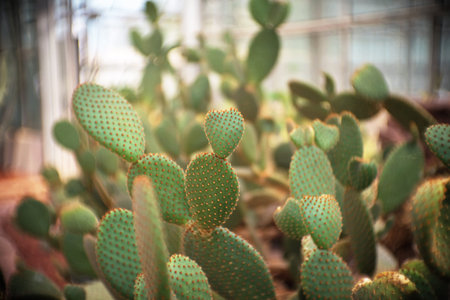 Opuntia microdasys var. rufida, Cactus, Cacti, Cactaceae, Succulent, Tree, Drought tolerant plant.