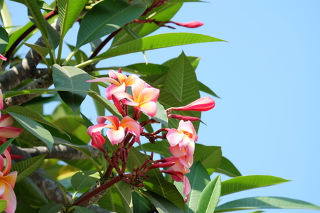 pink, yellow and white Plumeria flowers on plumeria tree have blue sky backgroundの写真素材
