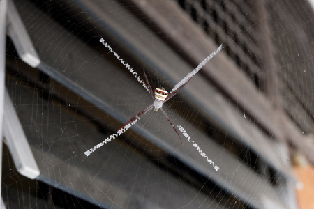 spider on spider web at window home, louverの写真素材