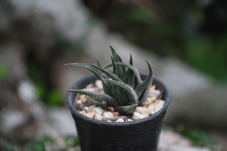 Haworthia sp. or Haworthiopsis sp., Cactus on pot, Succulent, Cacti, Cactaceae, Tree, Drought tolerant plant.の写真素材