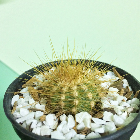 Long thorny cactus on pot, Succulent, Cacti, Cactaceae, Tree, Drought tolerant plant.の写真素材