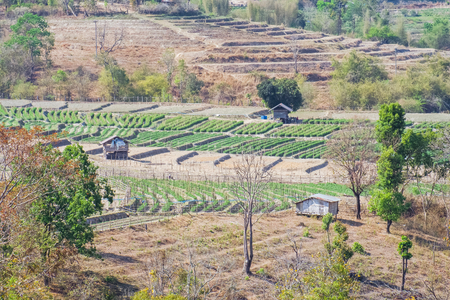 Vegetable garden terraces with cottage on mountain at Omkoi, Chiang Mai, Thailand.の写真素材