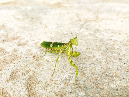 Praying Mantis or Mantis Religiosa with Striped standing on the cement floor.