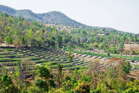 Vegetable garden terraces with cottage on mountain at Omkoi, Chiang Mai, Thailand.の写真素材