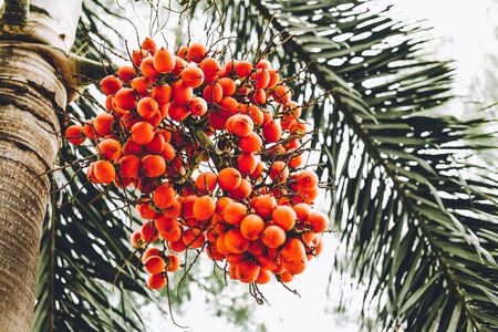 Ripe fruit with red or orange color of Black palm (Normanbya normanbyi) on the tree.の写真素材