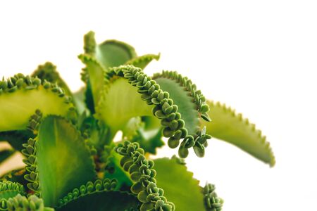 Mother of Thousands, Mexican Hat plant (Kalanchoe pinnata) with sprout. Isolated on white background.の写真素材