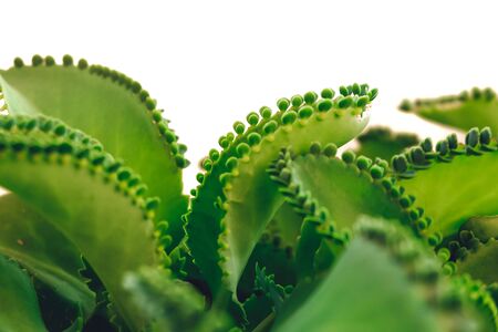 Mother of Thousands, Mexican Hat plant (Kalanchoe pinnata) with sprout. Isolated on white background.の写真素材