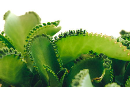 Mother of Thousands, Mexican Hat plant (Kalanchoe pinnata) with sprout. Isolated on white...
