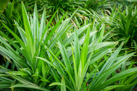 Pandan tree (Pandanus amaryllifolius) in garden with sunlight.