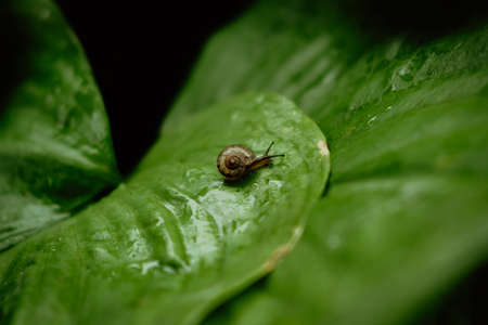 Side view of Brown snail walking on fresh green leaves with drop dew after rain. Garden snail on Cardwell lily or Northern christmas lily (Proiphys amboinensis).の写真素材
