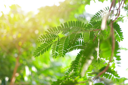 Close-up of Tamarind leaves with sunlight.