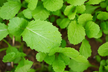 Top view of Cantonese green lettuce in garden. Agriculture organic in asia.