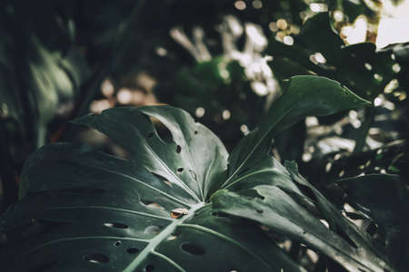Close-up of Monstera deliciosa leaf in garden. Swiss cheese plant in Tropical forest at botanical. Moody tone.の写真素材