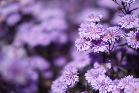 Close-up of Purple margaret flowers is blooming in the garden with sunlight. Violet margaret flowers field.の写真素材