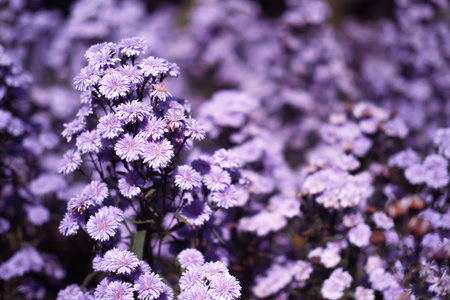Close-up of Purple margaret flowers is blooming in the garden with sunlight. Violet margaret flowers...
