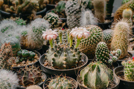 Cactus flowers, Gymnocalycium sp. with two pink and white flower is blooming on pot, Succulent, Cacti, Cactaceae, Tree, Drought tolerant plant.の写真素材