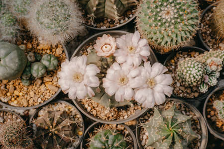 Top view of Cactus flowers, Gymnocalycium sp. with white flower is blooming on pot, Succulent, Cacti, Cactaceae, Tree, Drought tolerant plant.の写真素材