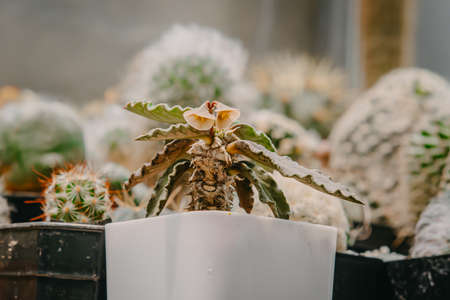 Cactus flowers, Euphorbia decaryi with flower is blooming on pot, Succulent, Cacti, Cactaceae, Tree, Drought tolerant plant.の写真素材