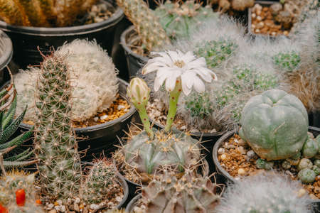 Cactus flowers, Gymnocalycium damsii with white flower is blooming on pot, Succulent, Cacti, Cactaceae, Tree, Drought tolerant plant.の写真素材