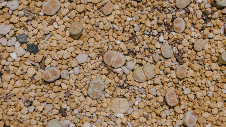 Top view of Lithops, Cactus, Succulent, Cacti, Cactaceae, Tree, Drought tolerant plant.の写真素材