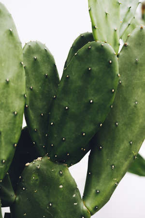 Cactus, Opuntia cochenillifera on white background with clipping path, Succulent, Cacti, Cactaceae, Tree, Drought tolerant plant.の写真素材