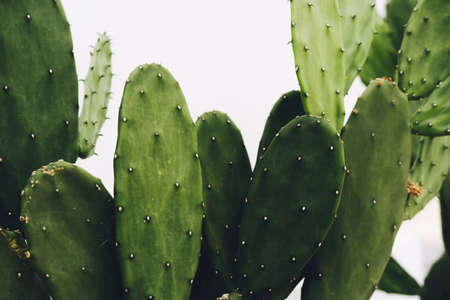 Cactus, Opuntia cochenillifera on white background with clipping path, Succulent, Cacti, Cactaceae, Tree, Drought tolerant plant.の写真素材