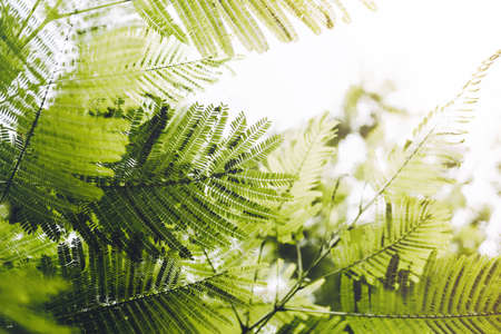 Close-up of Leaves of The Flame tree (Delonix regia (Hook.) Raf.). Green leaf background concept. Natural environment wallpaper.の写真素材