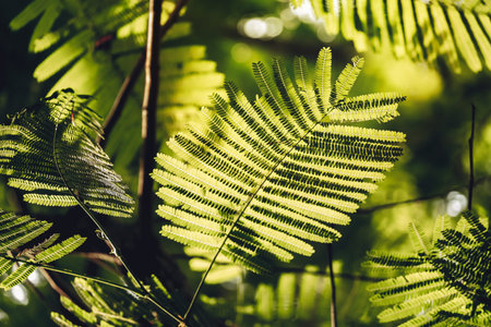 Close-up of Leaves of The Flame tree (Delonix regia (Hook.) Raf.). Green leaf background concept....