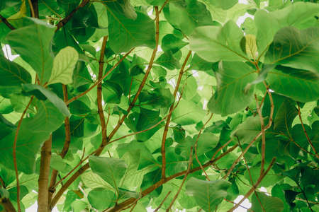 Leaves teak tree (Tectona grandis L.f.) with sunlight. View from below of tree. Nature background.の写真素材